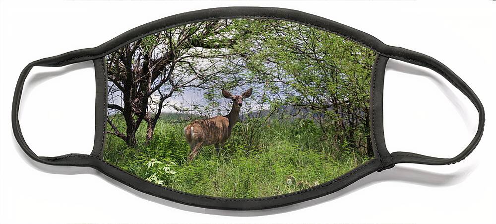 Mule Deer Face Mask featuring the photograph Secure on the Heights by Robert Harris