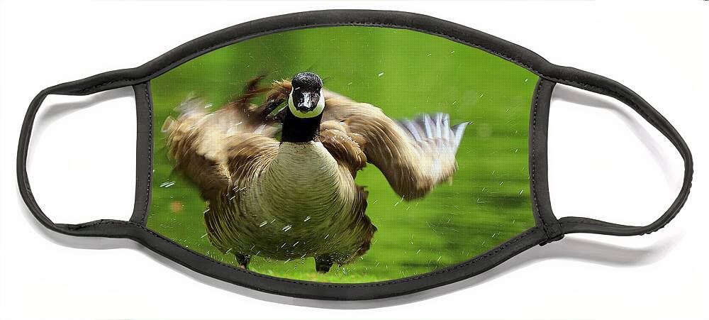 Canada Goose Face Mask featuring the photograph Shake It Off by Kimberly Furey