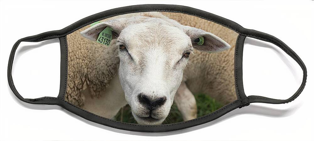 Sheep Face Mask featuring the photograph Sheep by MPhotographer