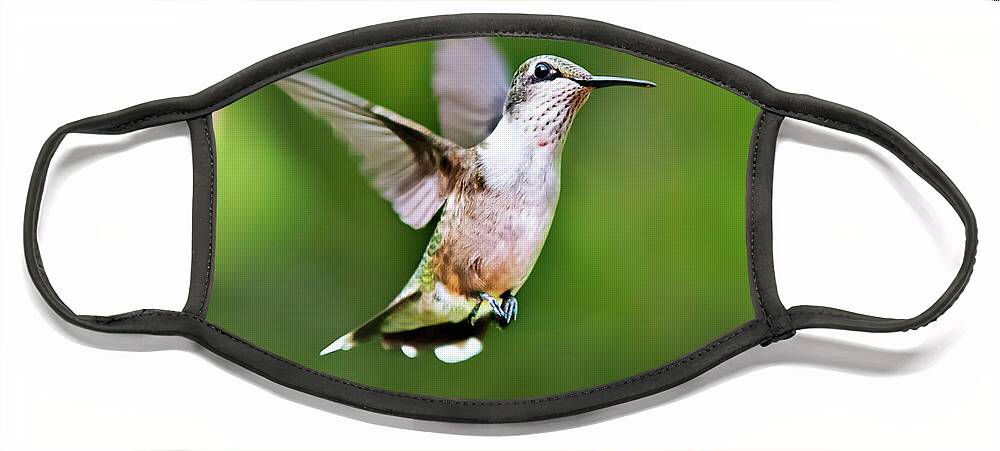 Bird Face Mask featuring the photograph Shimmering Breeze Hummingbird Square by Christina Rollo