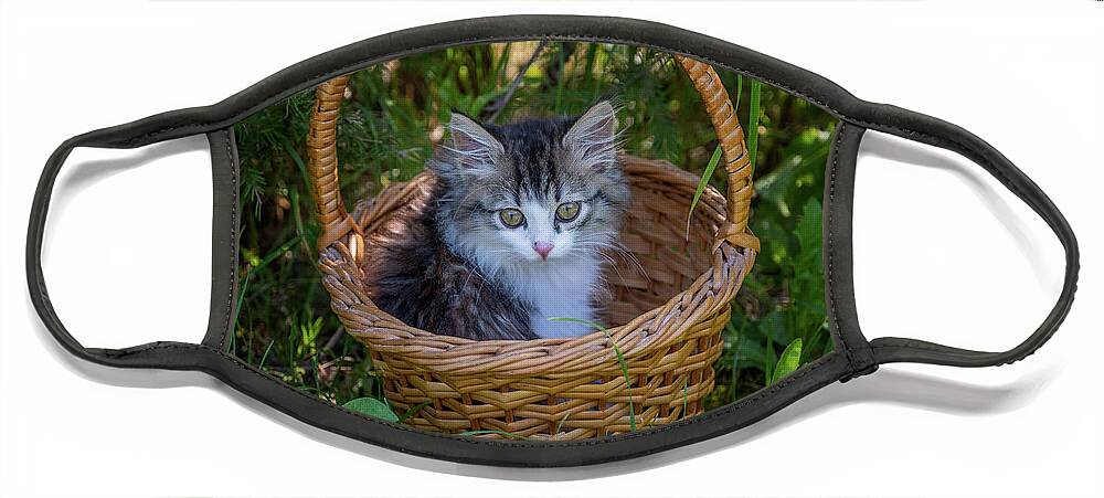 Pet Face Mask featuring the photograph Siberian kitten portrait in the basket by Mikhail Kokhanchikov