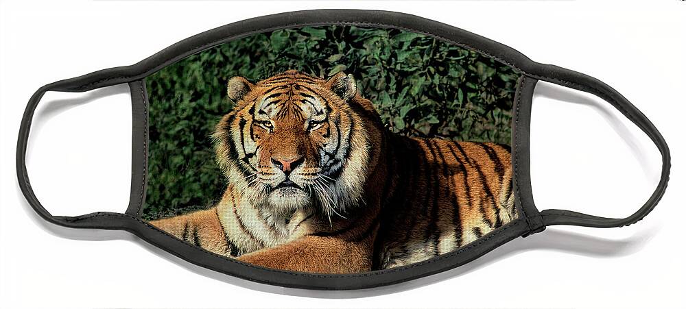 Dave Welling Face Mask featuring the photograph Siberian Tiger Panthera Tigris Altaicia Wildlife Resc by Dave Welling