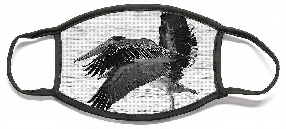 Pelicans Face Mask featuring the photograph Side by Side Black and White by Mingming Jiang