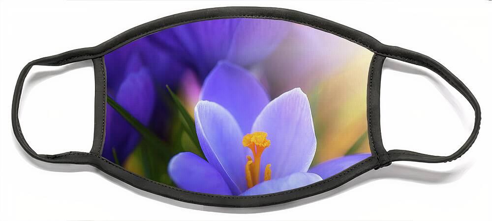 Spring Flowers Crocus Face Mask featuring the photograph Sidelit Croci by Kim Carpentier