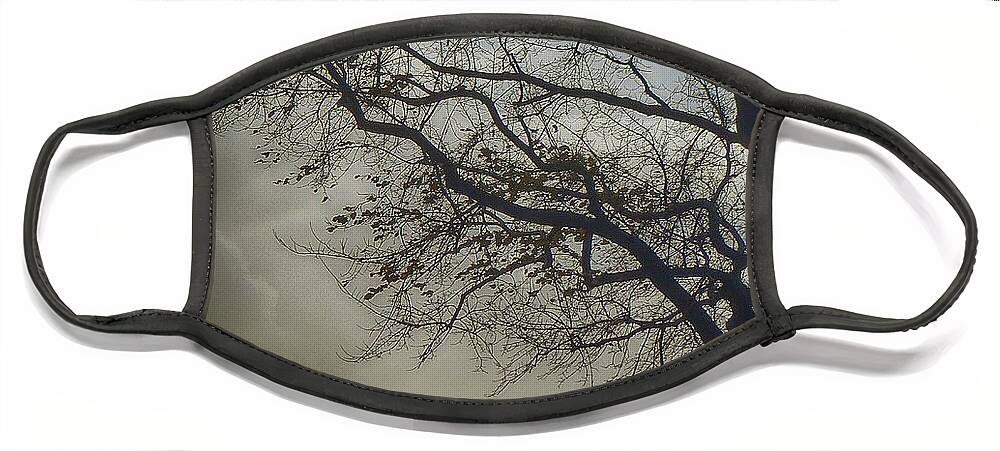 Tree Face Mask featuring the photograph Silhouetted Tree by Kimberly Furey