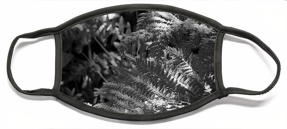 Fern Face Mask featuring the photograph Silver Garden by Kimberly Furey
