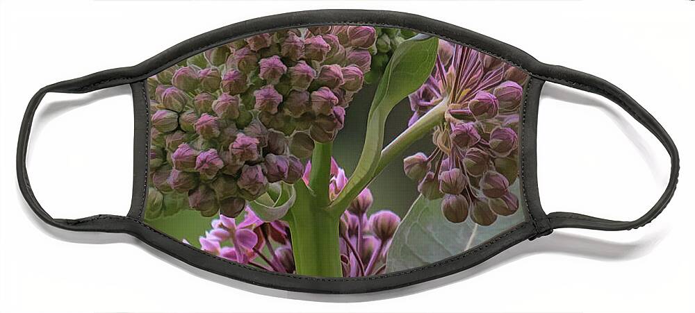 Milkweed Face Mask featuring the photograph Simply Milkweed by Lorraine Cosgrove