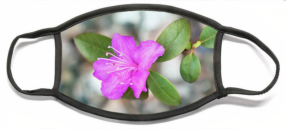 Single Bloom Flower Face Mask featuring the photograph Single Bloom Purple Rhododendron Blossom by Gwen Gibson