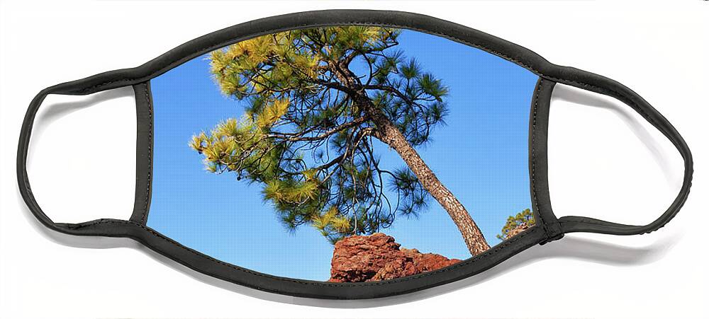 Single Face Mask featuring the photograph Single Pine Tree On Volcanic Rock by Artur Bogacki