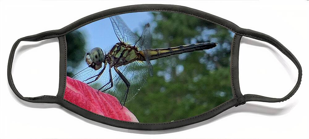 Dragonfly Face Mask featuring the photograph Skimmer On Target by Catherine Wilson