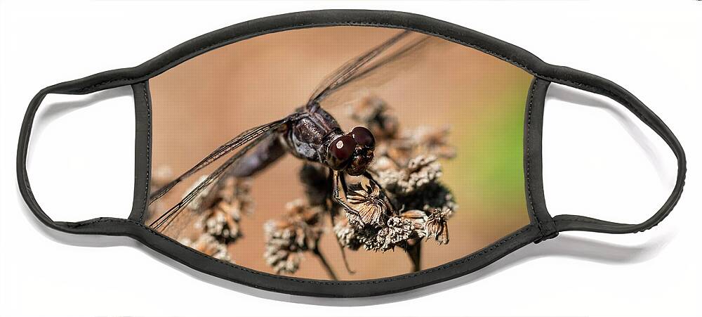 Dragonfly Face Mask featuring the photograph Slaty Skimmer Watching You by Liza Eckardt