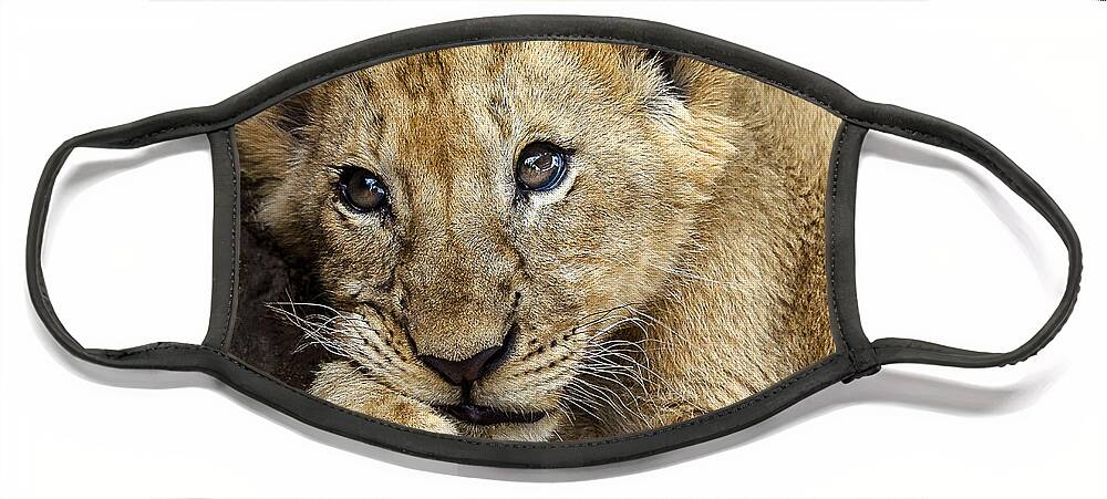 Lion Face Mask featuring the photograph Sleepy Lion Cub by Linda Villers
