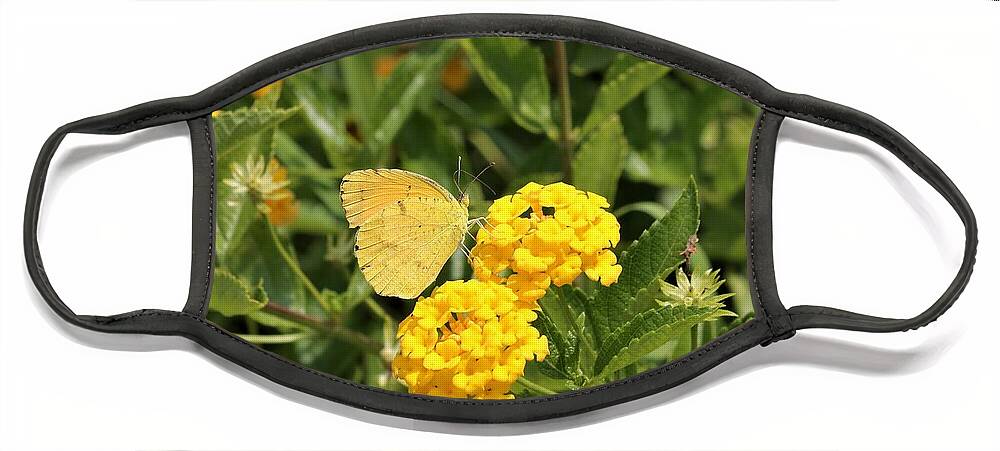 Nature Face Mask featuring the photograph Sleepy Orange Butterfly on Yellow Lantana by Sheila Brown