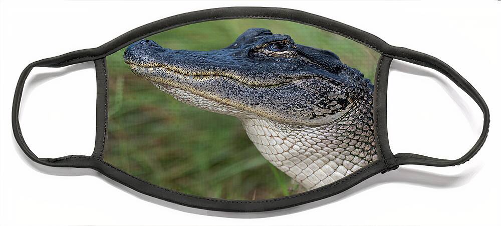 Alligator Face Mask featuring the photograph Smiling Alligator by Bradford Martin