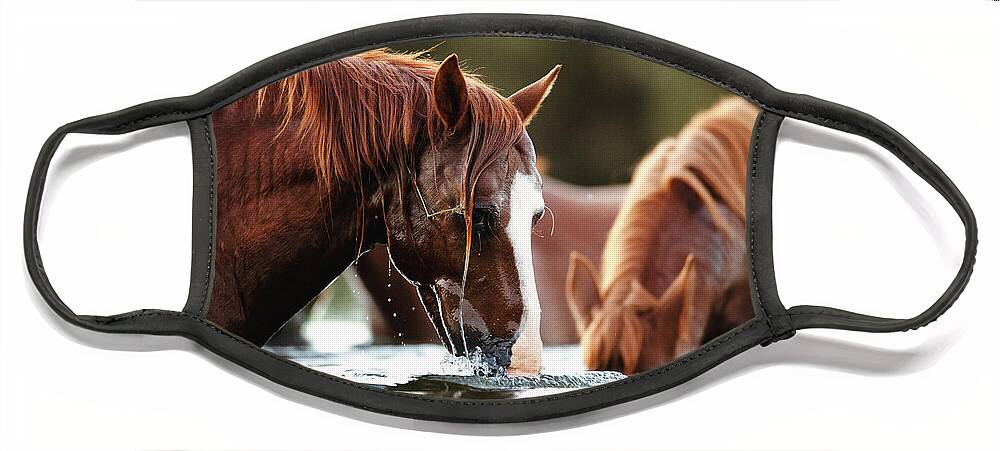 Salt River Wild Horses Face Mask featuring the photograph Snorkel Time by Shannon Hastings