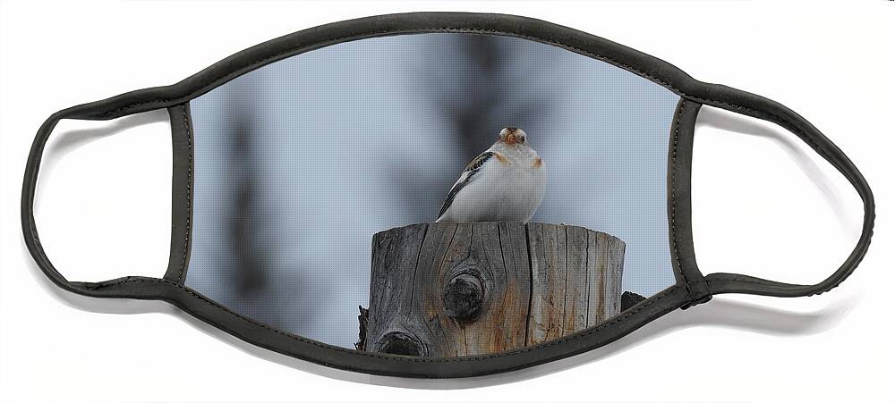 Snow Bunting Face Mask featuring the photograph Snow Bunting by Nicola Finch