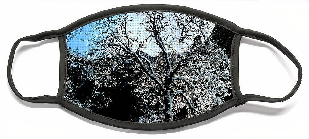 Dave Welling Face Mask featuring the photograph Snow Covered Black Oaks Quercus Kelloggii Yosemite by Dave Welling
