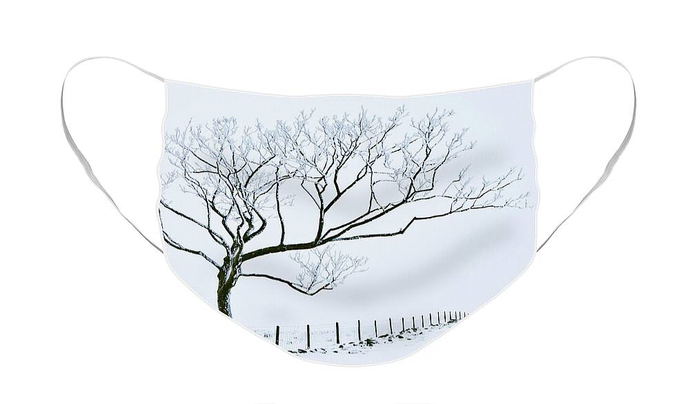 Peak District Face Mask featuring the photograph Snow covered tree and fence, Peak District, England by Neale And Judith Clark