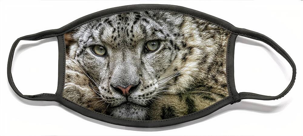 Snow Face Mask featuring the photograph Snow-Leopard-Print-Signed by Chris Boulton