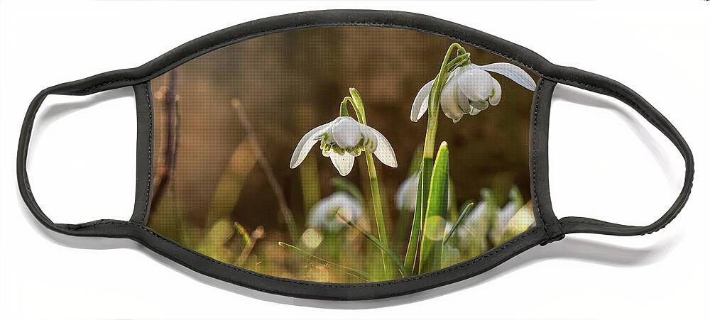 Galanthus Nivalis Face Mask featuring the photograph Galanthus nivalis in gardenbed with backlight by Vaclav Sonnek