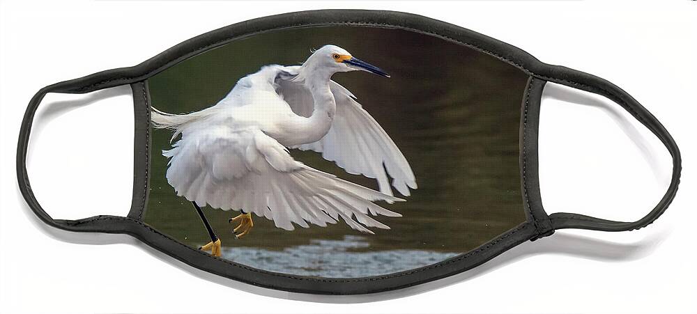 Snowy Egret Face Mask featuring the photograph Snowy Egret 7907-082520-2 by Tam Ryan