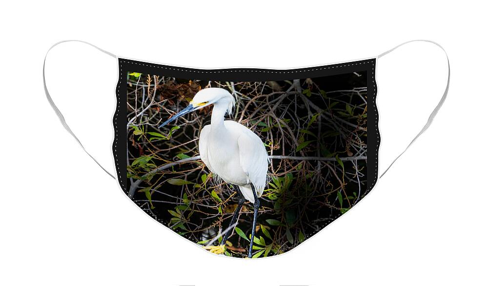 Snowy Egret Face Mask featuring the photograph Snowy Egret at Eagle Lake Park in Florida by L Bosco