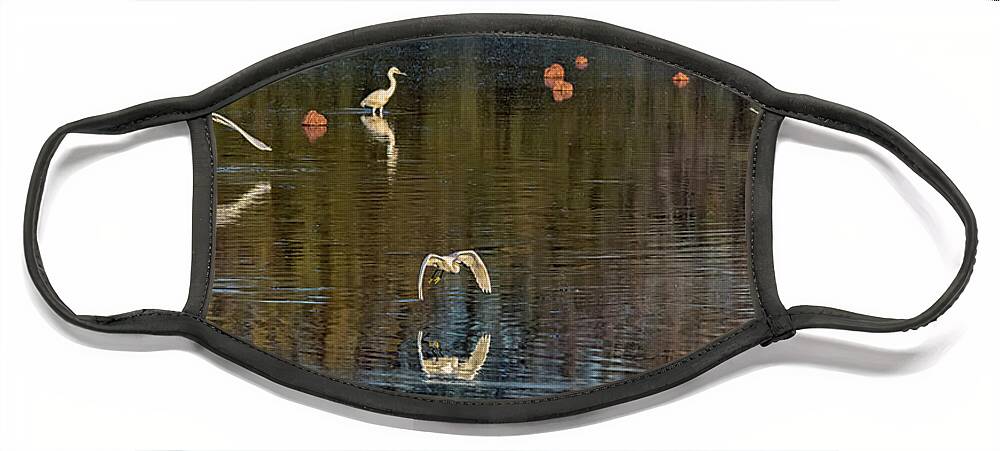 Snowy Egrets Face Mask featuring the photograph Snowy Egrets 4315-011320-2 by Tam Ryan