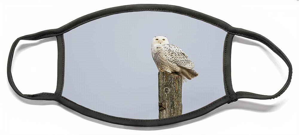 Snowy Owl Face Mask featuring the photograph Snowy Owl 2021-1 by Thomas Young