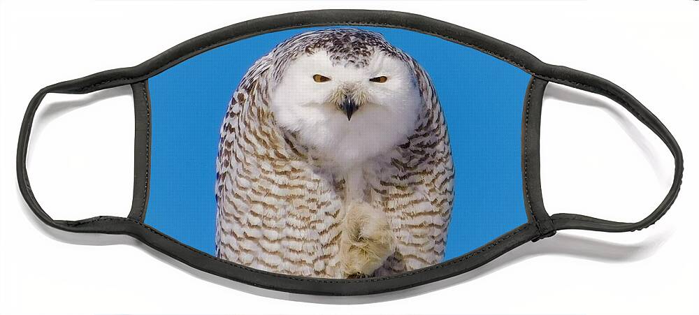- Snowy Owl 5 Face Mask featuring the photograph - Snowy Owl 5 by THERESA Nye