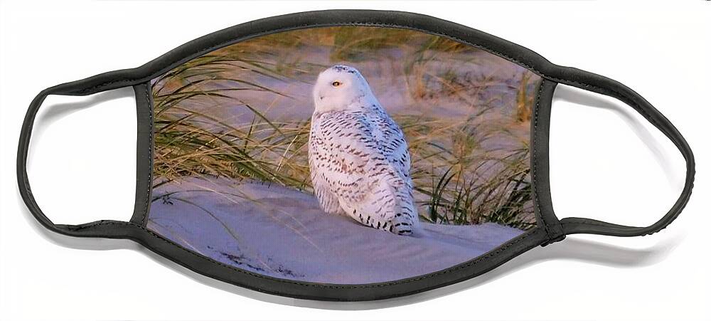 - Snowy Owl Face Mask featuring the photograph - Snowy Owl by THERESA Nye