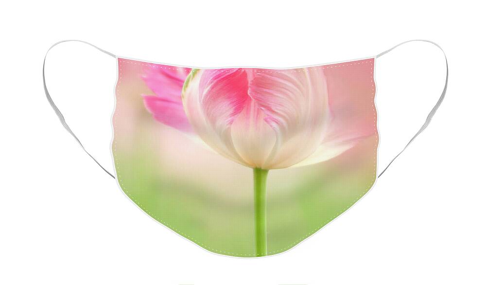 Soft Face Mask featuring the photograph Soft Pink Tulip by Louise Tanguay
