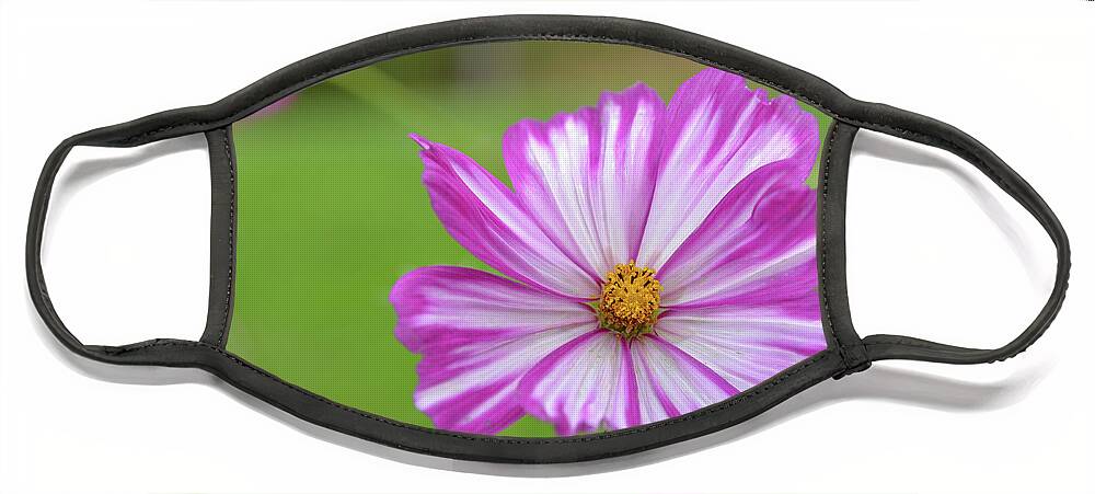 Pink Flower Face Mask featuring the photograph Soft Wildflower by Michelle Wittensoldner
