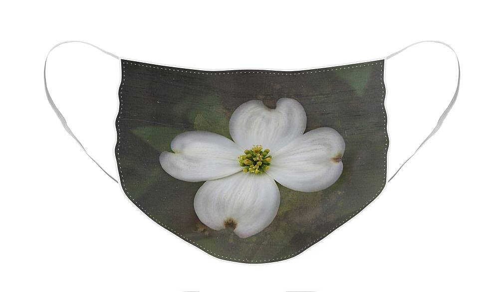 Dogwood Face Mask featuring the photograph Solitary Dogwood Bloom by Amy Dundon