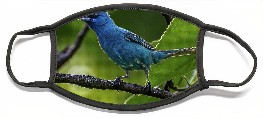 Avian Face Mask featuring the photograph Song of the Indigo Bunting by Brian Shoemaker