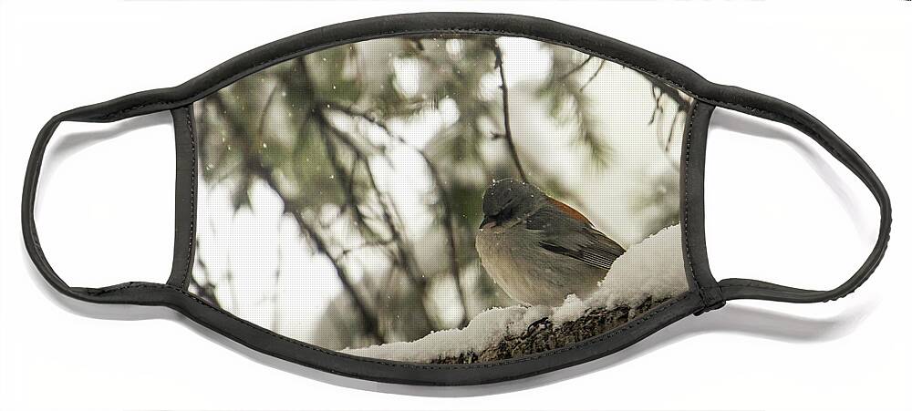 Wildlife Face Mask featuring the photograph Songbird in Winter by Laura Putman