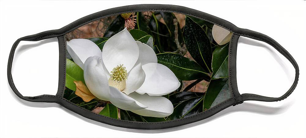 Southern Magnolia Face Mask featuring the photograph Southern Magnolia Flower by Bradford Martin