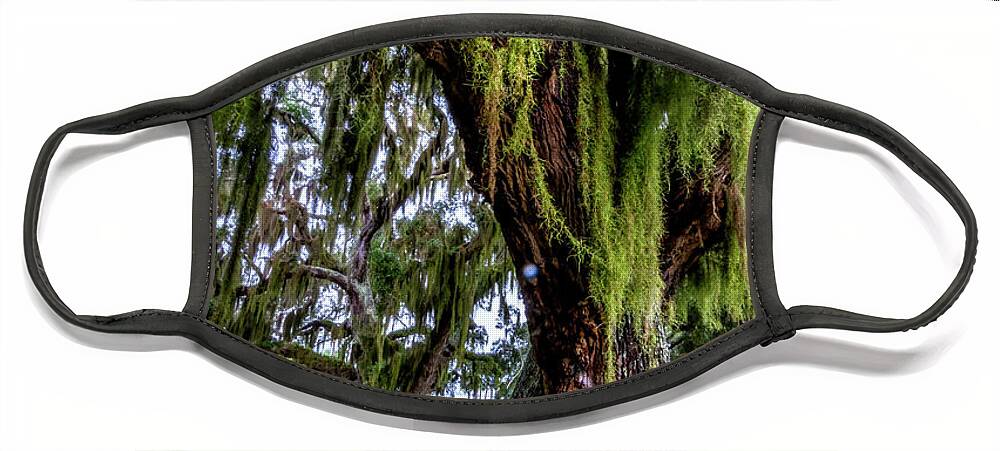 Tree Face Mask featuring the photograph Spanish Moss in the Trees by Debra and Dave Vanderlaan