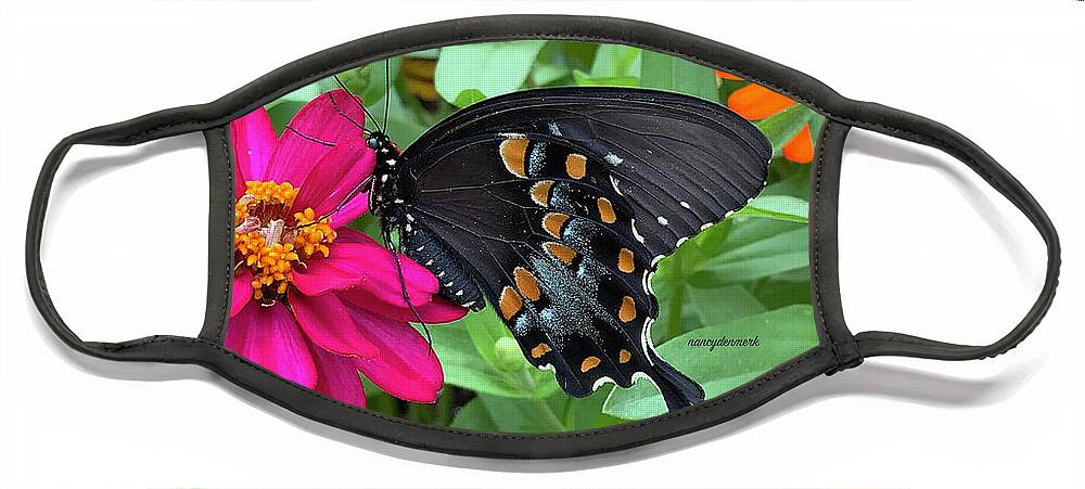 Swallowtail Face Mask featuring the photograph Spicebush Swallowtail on Zinnia by Nancy Denmark