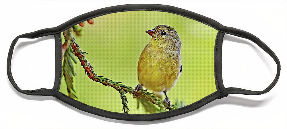 Spinus Psaltria Face Mask featuring the photograph Spinus psaltria aka Lesser Goldfinch by Amazing Action Photo Video