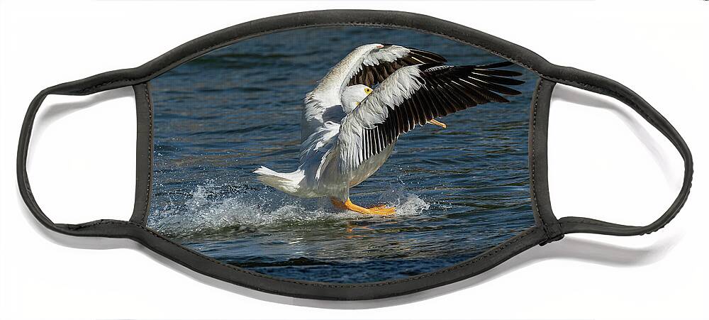 American White Pelican Face Mask featuring the photograph Splash Down 2016 by Thomas Young