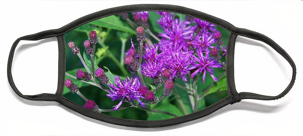 Wild Flowers Face Mask featuring the photograph Spotted Knapweed Flower by Charles Robinson