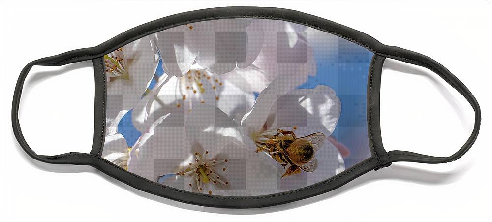 Georgia Face Mask featuring the photograph Spring Cherry Bloooms and Bees by David R Robinson