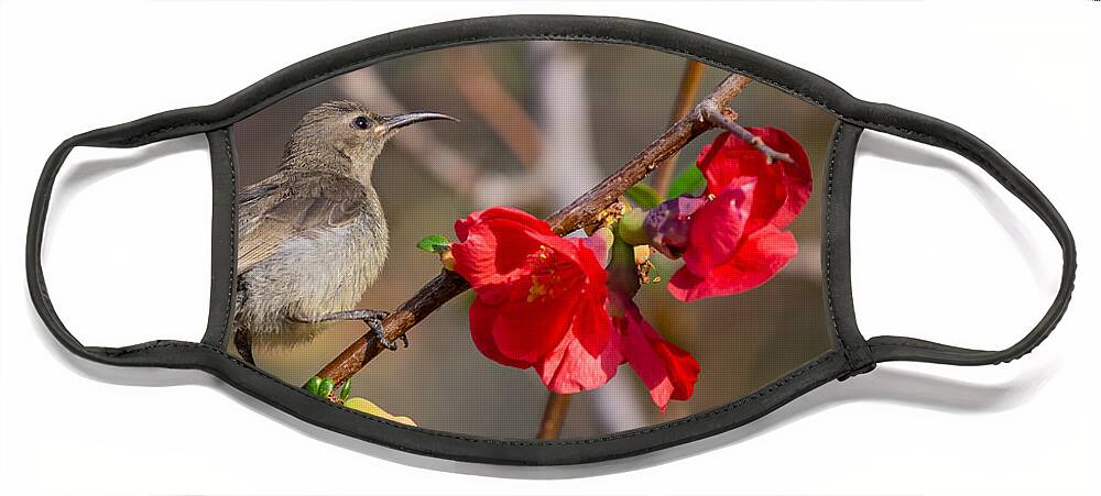 Southern Double-collared Sunbird Face Mask featuring the photograph Spring Morning by Eva Lechner