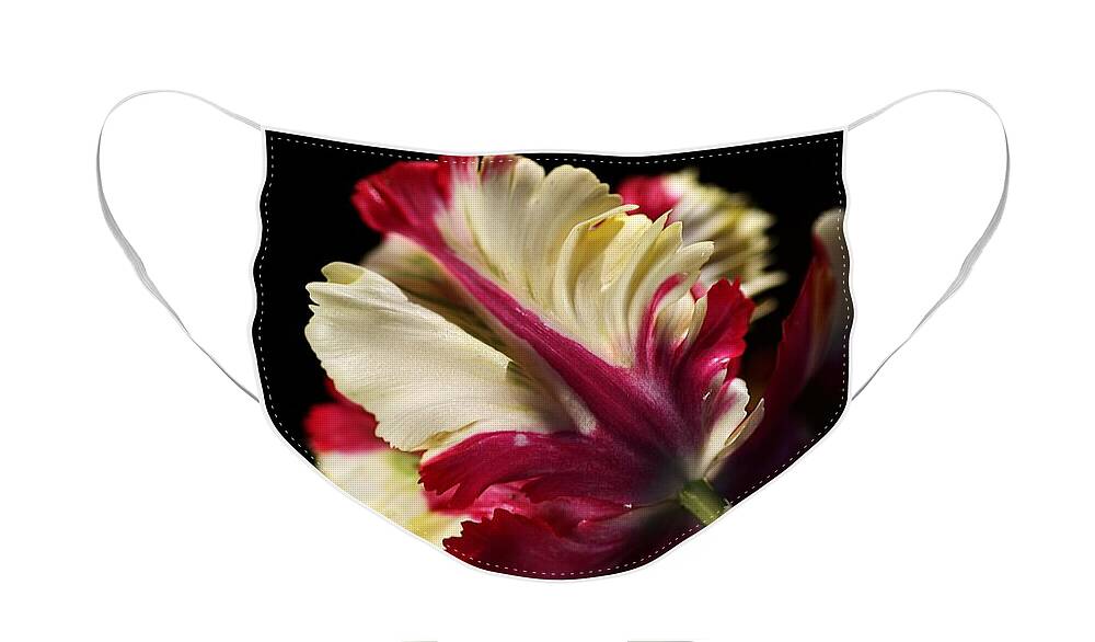 Parrot Tulip Face Mask featuring the photograph Spring Parrot Tulip by Joy Watson