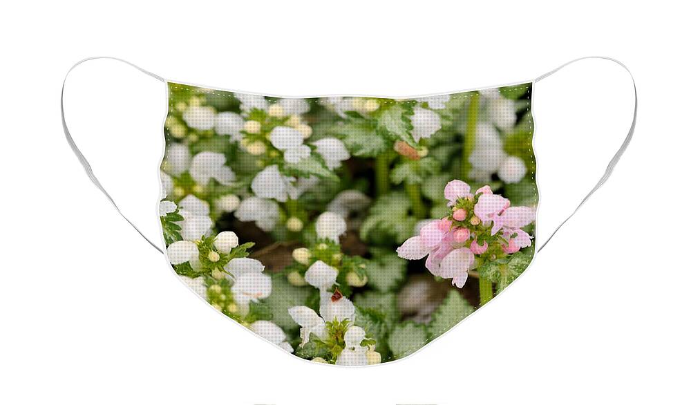 Flowers Face Mask featuring the photograph Springtime Beauties by Kae Cheatham