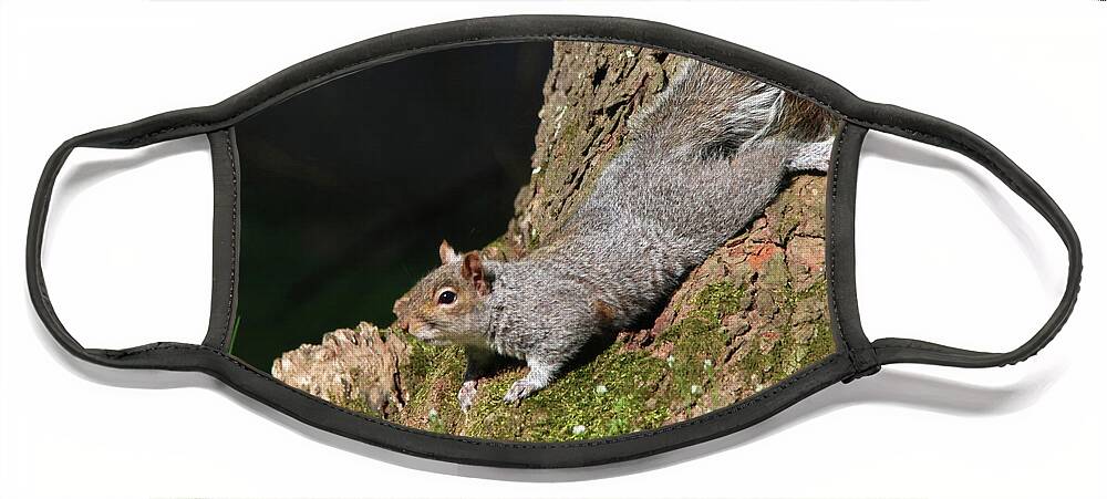 Squirrels Face Mask featuring the photograph Squirrel Taking a Rest by Trina Ansel