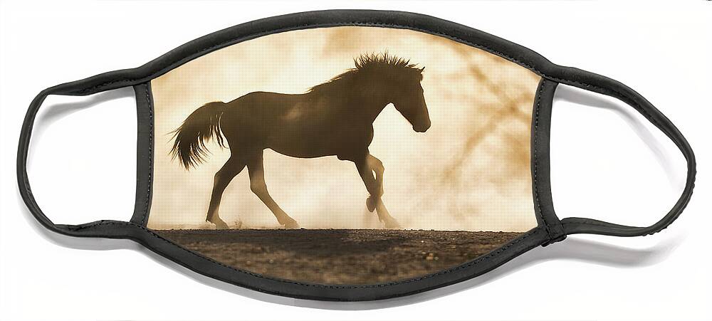 Stallion Face Mask featuring the photograph Stallion Pose by Shannon Hastings