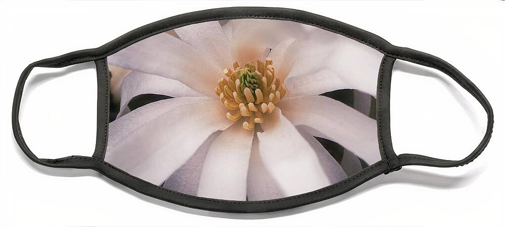 Spring Face Mask featuring the photograph Star Magnolia Wide Closeup by Jason Fink
