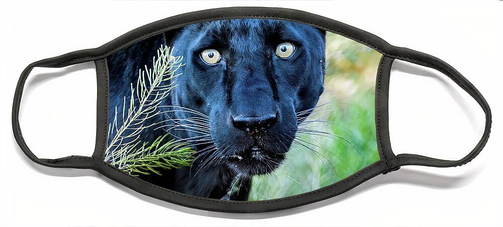 Wildlife Face Mask featuring the photograph Stare Down by Tom Watkins PVminer pixs