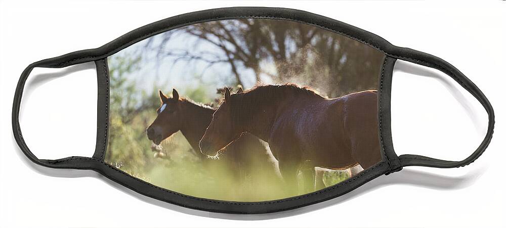 Stallion Face Mask featuring the photograph Steaming by Shannon Hastings